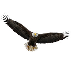 Obraz premium Flying Bald Eagle on Transparent Background