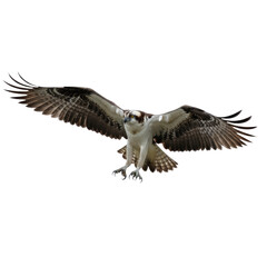 Fototapeta premium Isolated Osprey Flying with Spread Wings