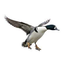 Obraz premium Goldeneye Duck Isolated in Flight