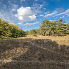 Sunny autumn landscape with dry grassy meadow, mixed forest of pine and deciduous trees, and a winding path under a blue sky with clouds. Peaceful seasonal nature scene with warm light and shadows.
