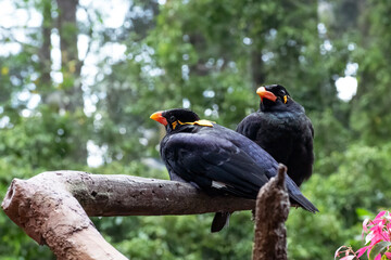a pair common hill myna (Gracula religiosa) on a tree branch, Beautiful view of a pair of Common Hill Myna 