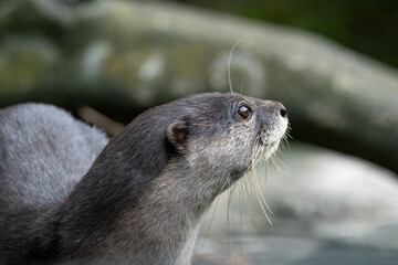 Obraz premium Close up of a Asian small-clawed otter, Portrait of an Asian small clawed otter (amblonyx cinerea)