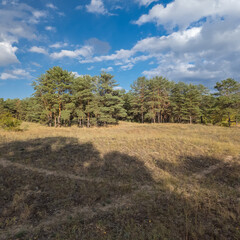 Fototapeta premium Sunny autumn landscape with dry grassy meadow, mixed forest of pine and deciduous trees, and a winding path under a blue sky with clouds. Peaceful seasonal nature scene with warm light and shadows.