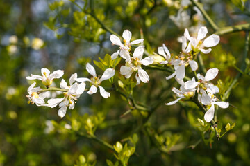 Poncirus trifoliata is a spiny deciduous shrub from the Rutaceae family, bearing white flowers and yellow fruits in autumn. Used in herbal medicine and as a natural hedge. Photographed in Korea.