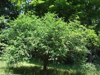 Obraz premium Poncirus trifoliata is a spiny deciduous shrub from the Rutaceae family, bearing white flowers and yellow fruits in autumn. Used in herbal medicine and as a natural hedge. Photographed in Korea.