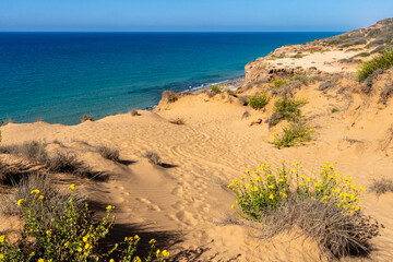 Deserted sea shore with golden sand, turquoise sea, clear blue sky, and wild yellow flowers on a sunny day.Israel