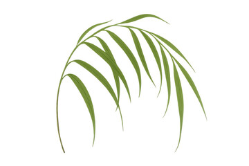 Green palm frond element on transparent background for tropical designs and nature concepts