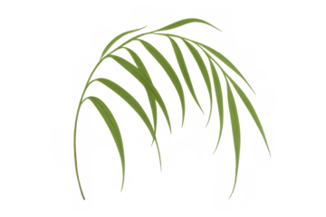 Green palm frond element on transparent background for tropical designs and nature concepts