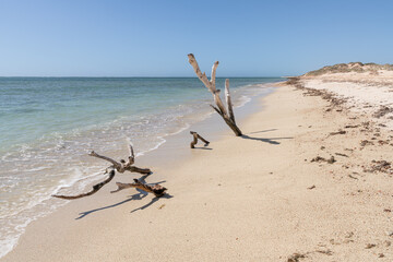 Remains of dead trees on a beach in Cape Range National Park, Western Australia, Australia