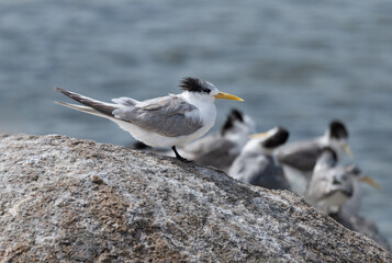 Lesser Crested Terns on a rock in Encounter Bay, South Australia, Australia