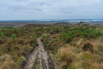 Dorset heaths