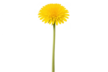 Dandelion flower standing tall, yellow wildflower blooming, springtime nature on transparent background