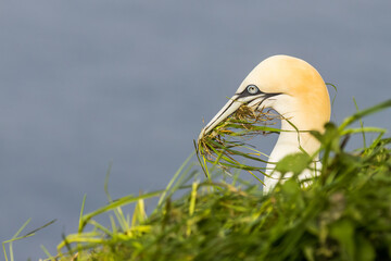 Gannet (Morus bassanus)