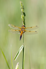 Four spotted chaser