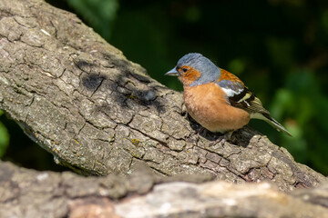 Chaffinch (Fringilla coelebs)