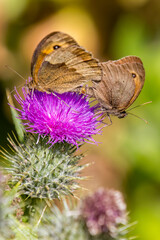 Gatekeeper (Pyronia tithonus)