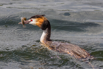 Great crested grebe (Podiceps cristatus)