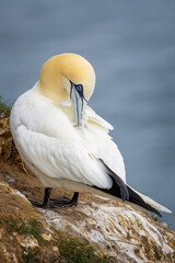 Gannet (Morus bassanus)