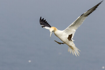 Gannet (Morus bassanus)