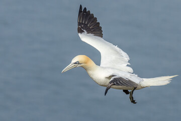 Gannet (Morus bassanus)