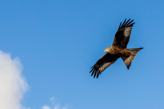 Red kite (Milvus milvus)