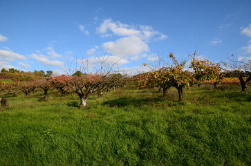 PLANTATION DE CERISIERS EN AUTOMNE IRANCY BOURGOGNE