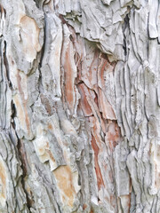 Natural Tree Bark Background