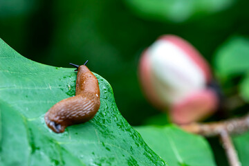 a forest snail crawling on a green leaf in a blurred background. a colorful macro photo of a...