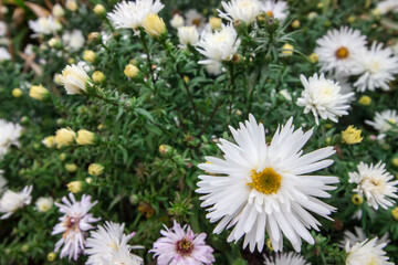 white garden chrysanthemum in close-up.