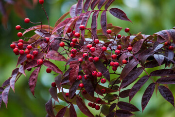 red ripe mountain ash berries in close-up. against the background of red leaves. bokeh and highlights.