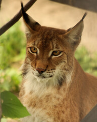 A close-up portrait of a lynx. This wild cat, with its sharp gaze and tufted ears, is a symbol of wildlife and conservation. This magnificent forest predator looks directly into the camera.