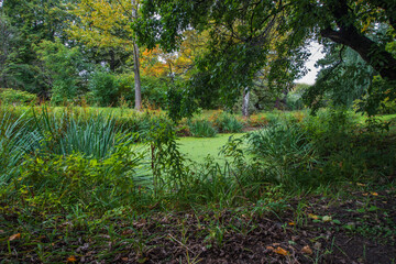 a pond overgrown with greenery in a city park. park landscape. place for recreation. autumn foliage. screensaver. free space