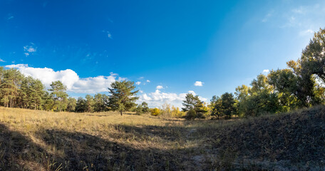 Obraz premium Sunny autumn landscape with dry grassy meadow, mixed forest of pine and deciduous trees, and a winding path under a blue sky with clouds. Peaceful seasonal nature scene with warm light and shadows.