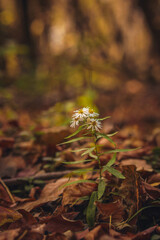 autumn leaves in the forest