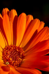 Pot marigold macro