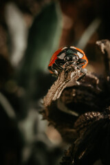 ladybug on a leaf