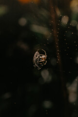 spider on a web