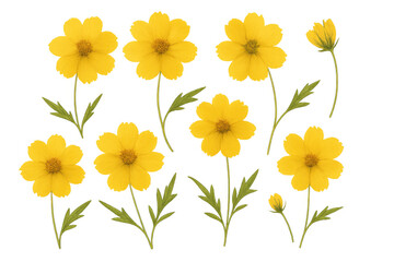 Yellow cosmos flowers set with green leaves and buds, blooming botanical collection on transparent background