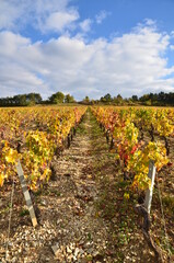 VIGNES D'IRANCY AVEC SON FEUILLAGE D'AUTOMNE