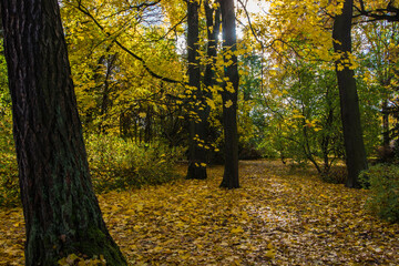 landscape of an autumn park. red and yellow leaves. autumn landscape. autumn nature. early autumn....