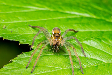 spider in its habitat. wildlife. colorful detailed macro photograph of an insect. close-up. space for text. screensaver. bokeh