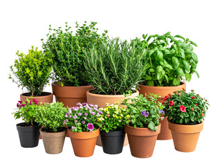 - Transparent PNG available Set of plants in ceramic pots. Decoration plants. Fresh agriculture. Front view. Isolated on Transparent background. 
