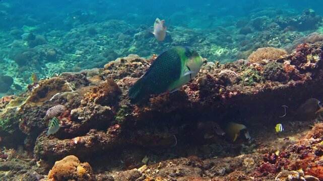Rusty Parrotfish Scarus Ferrugineus Undersea