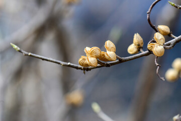 Orixa japonica is a dioecious deciduous shrub with glossy leaves featuring translucent spots and a...
