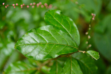 Orixa japonica is a dioecious deciduous shrub with glossy leaves featuring translucent spots and a strong fragrance. Known for its unique opposite leaf arrangement. Photographed in Korea.