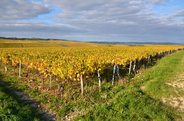 VUE SUR LES VIGNES DE CHABLIS  AVEC UN FEUILLAGE D'AUTOMNE