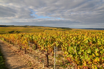 VUE SUR LES VIGNES DE CHABLIS EN AUTOMNE 