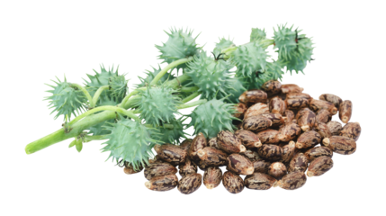 Castor oil plant branch with green spiky seed pods and brown ricinus seeds isolated on transparent background, organic herbal material PNG.