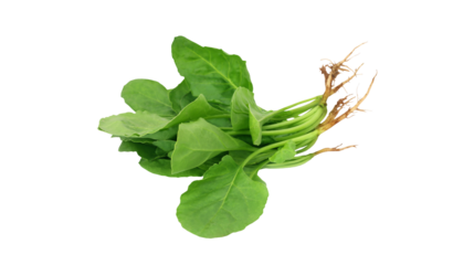 Fresh green spinach leaves with roots isolated on transparent background PNG, organic healthy vegetable bunch for cooking and nutrition concept.