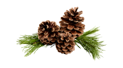 Three brown pine cones with green pine needles isolated on transparent background, Christmas decoration and winter forest concept, PNG